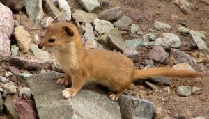 Siberian weasel