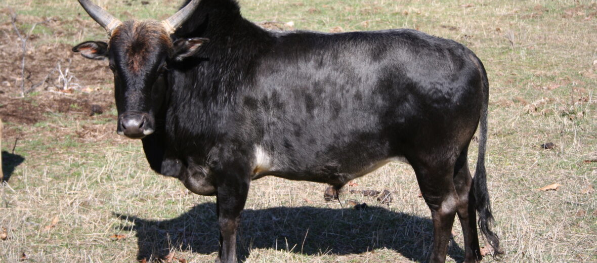 zebu