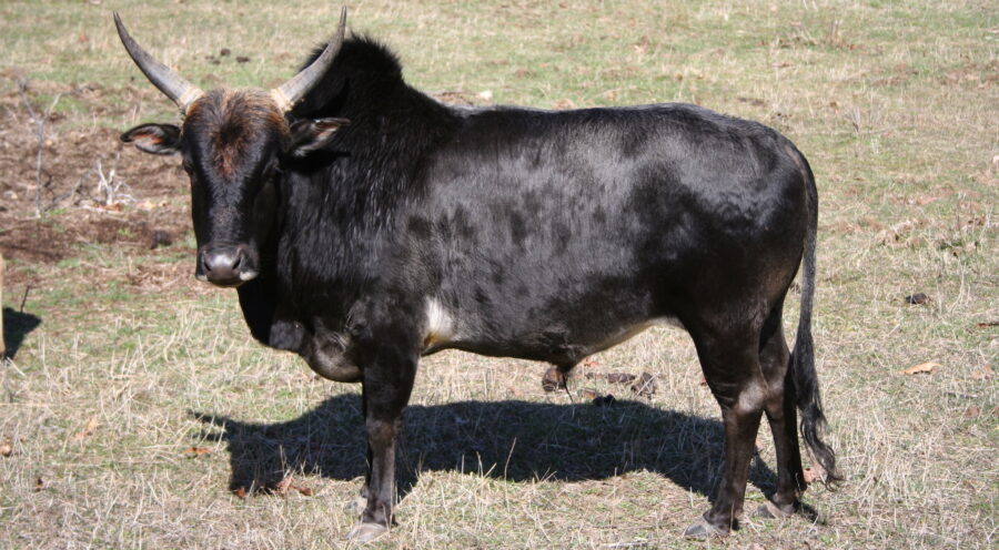 zebu cattle