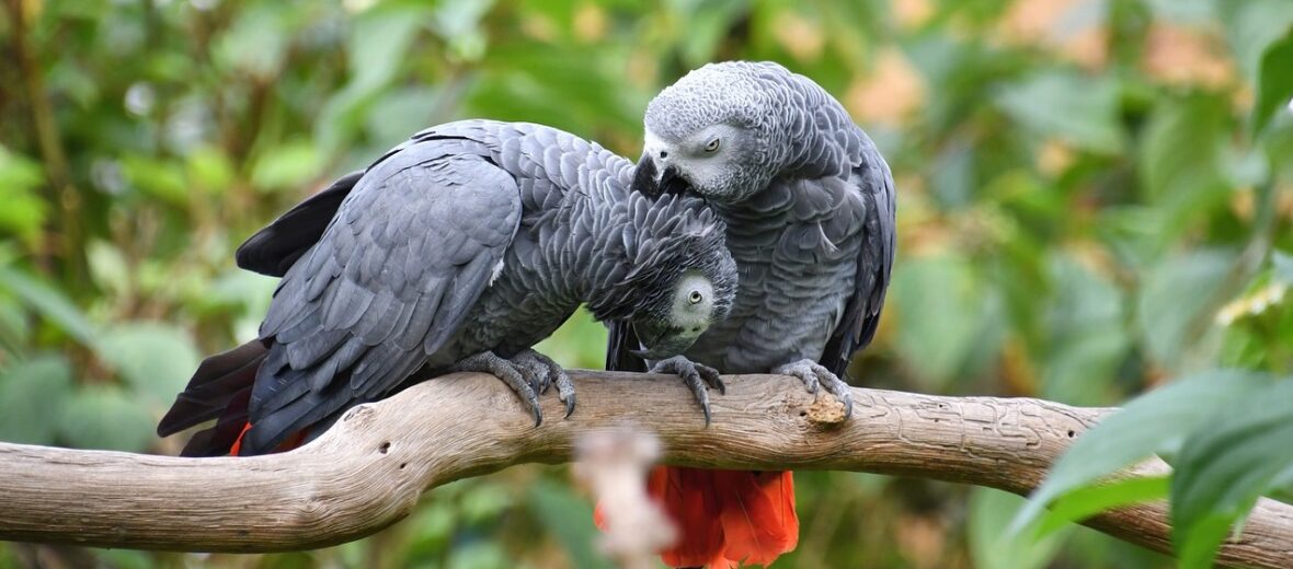 African grey parrot