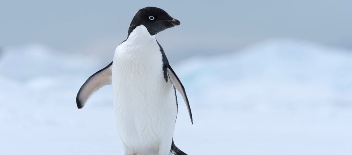 Adélie penguin