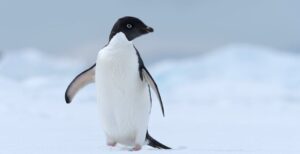 Adélie penguin