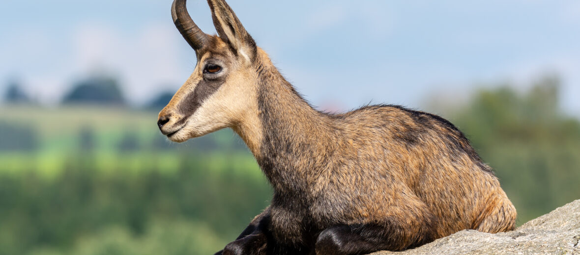 chamois