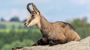 chamois