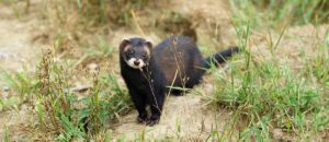 European polecat