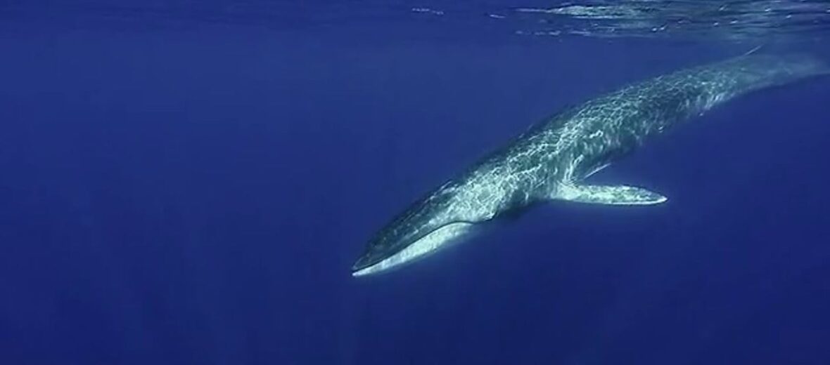 fin whale breaching