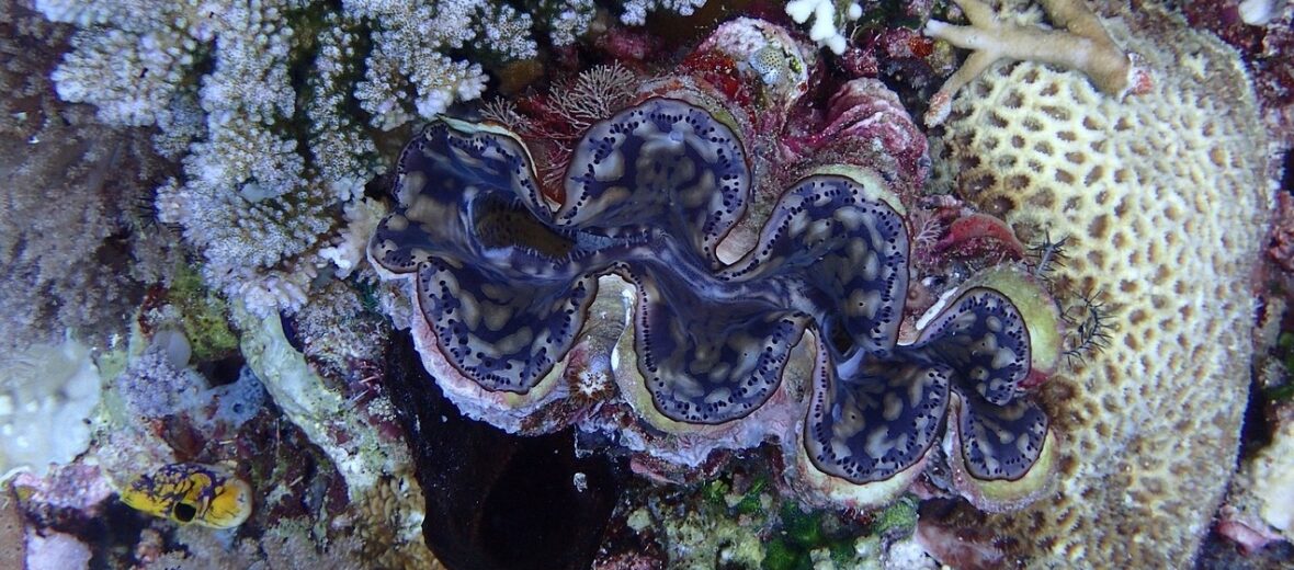 giant clam