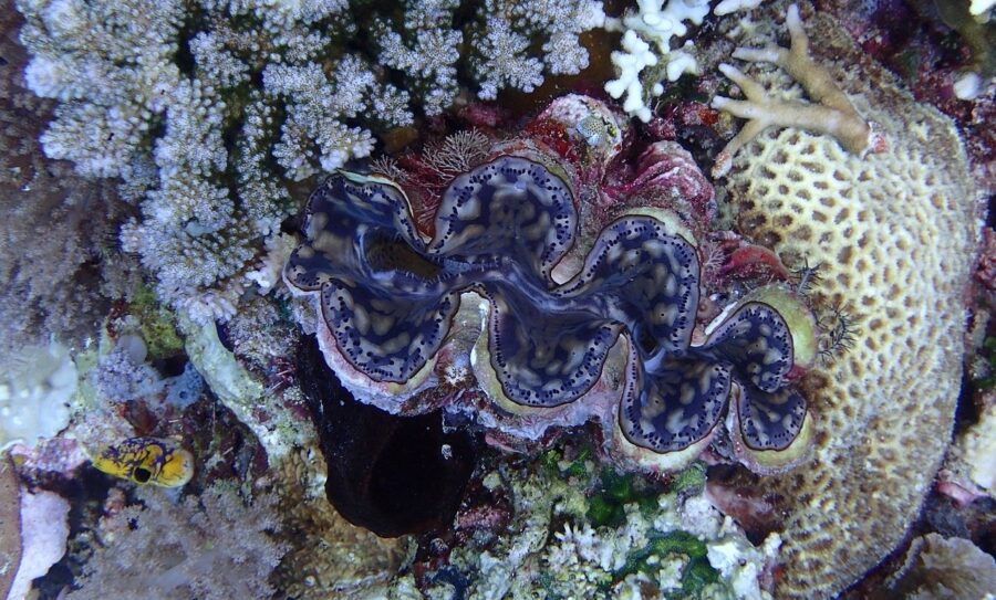 The Impressive Giant Clam | Critter Science