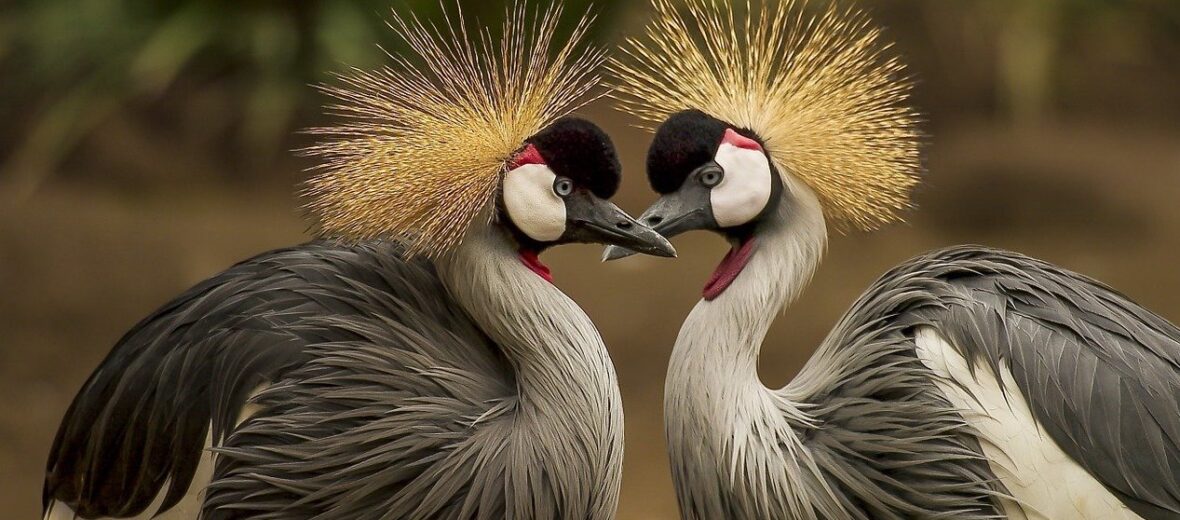 grey crowned crane