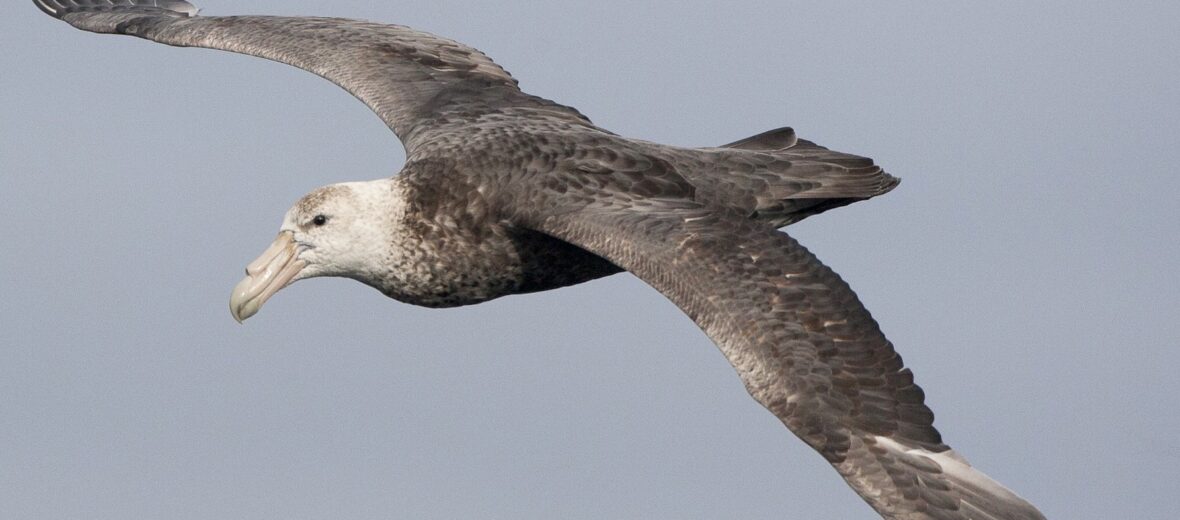 giant petrel