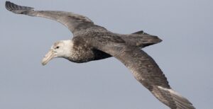 giant petrel