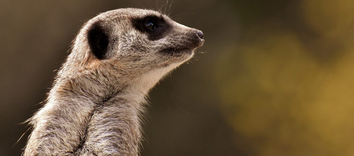 meerkat