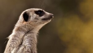 meerkat