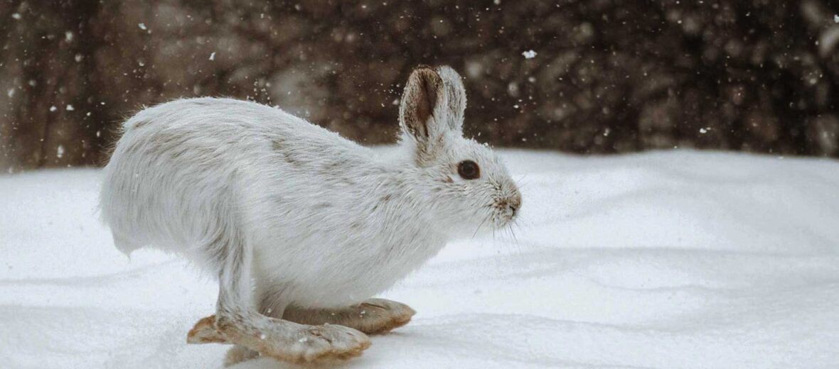 snowshoe hare