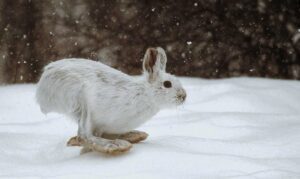 snowshoe hare