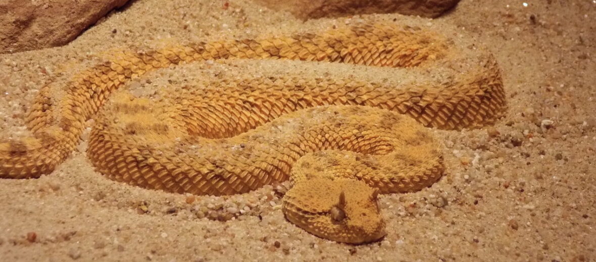 Saharan horned viper