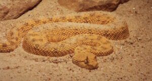 Saharan horned viper