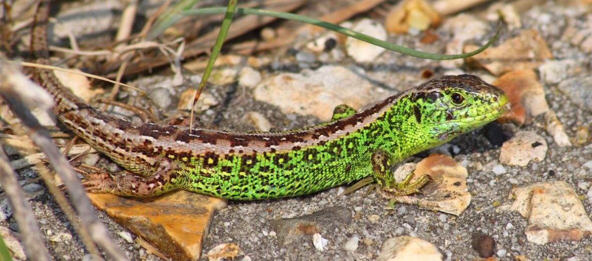 sand lizard