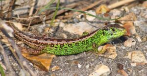 sand lizard