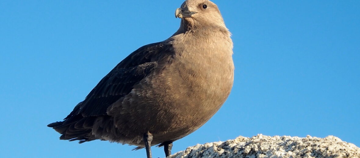 south polar skua