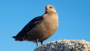 south polar skua