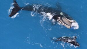 southern right whale