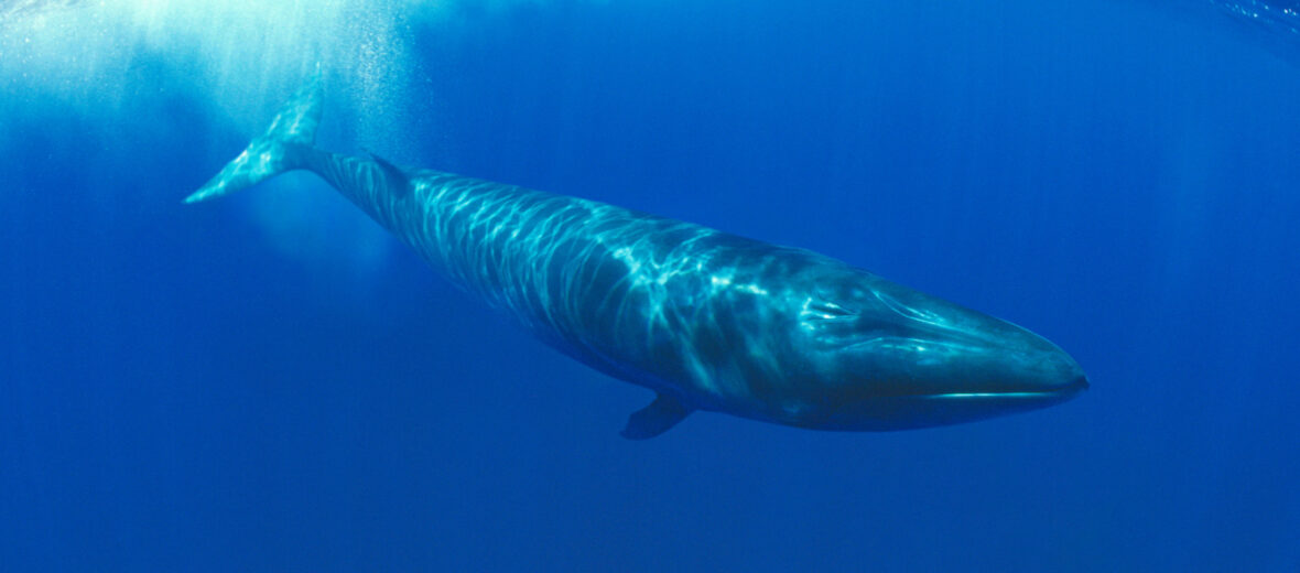 sei whale