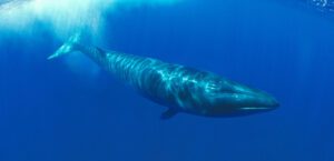 sei whale