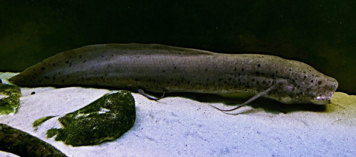 West African lungfish