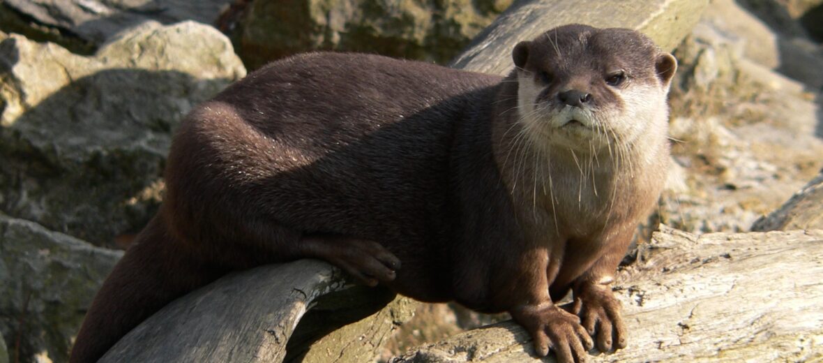 African clawless otter