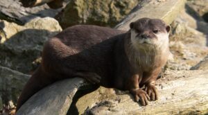 African clawless otter