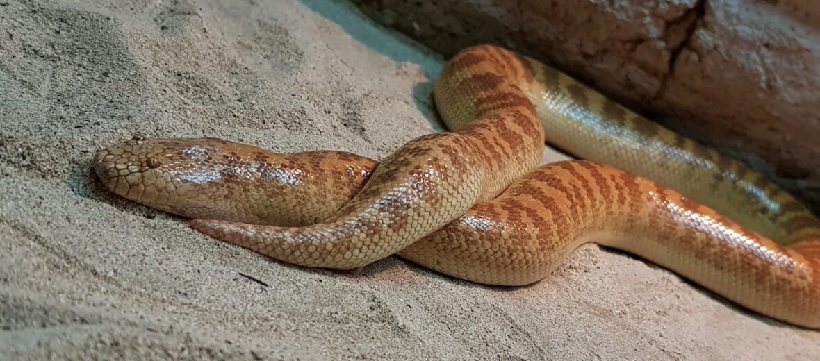 Arabian sand boa