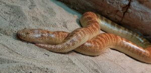 Arabian sand boa