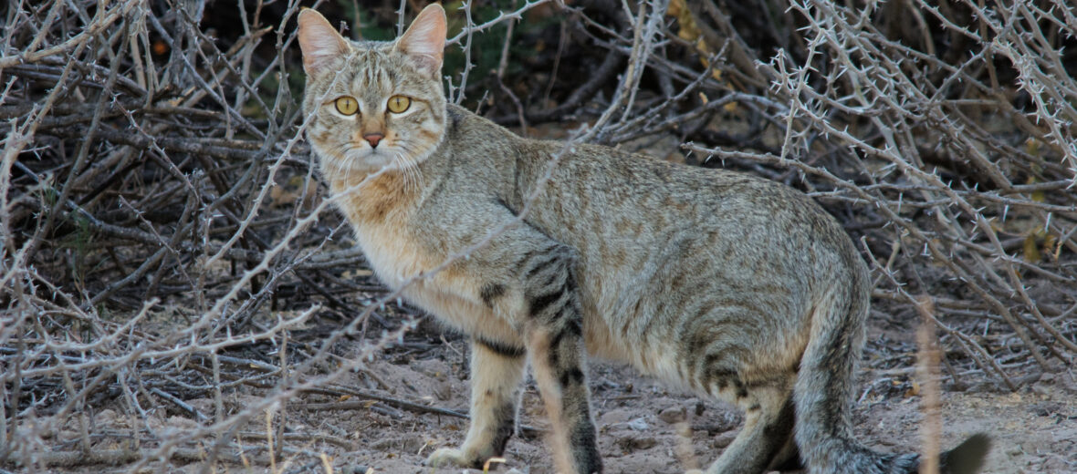 African wildcat