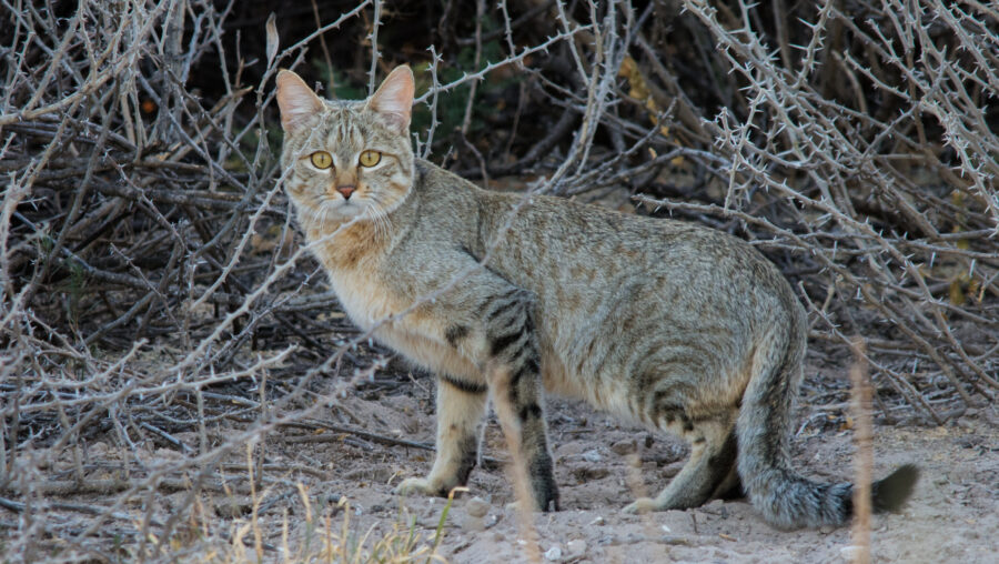 The African Wildcat Critter Science