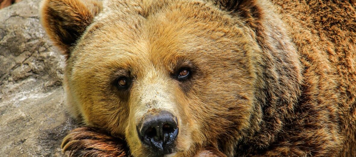 brown bear