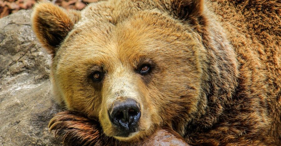 The Giant Brown Bear | Critter Science