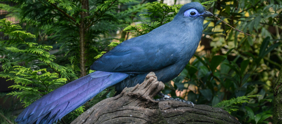 blue coua