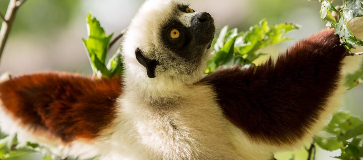 Coquerel's sifaka