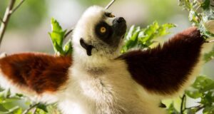 Coquerel's sifaka
