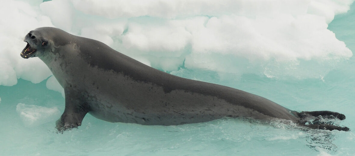 Crabeater Seals Teeth