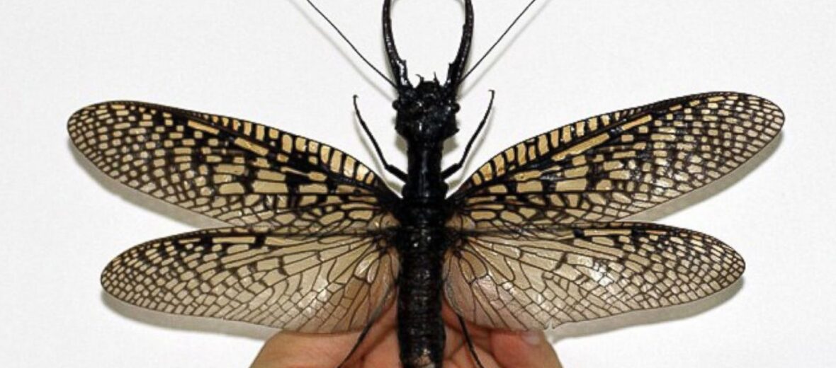 giant dobsonfly