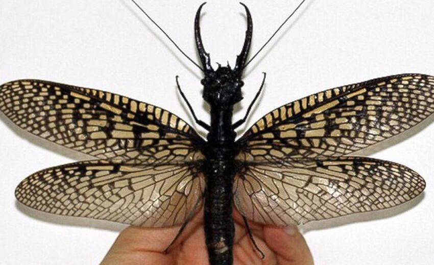 giant dobsonfly