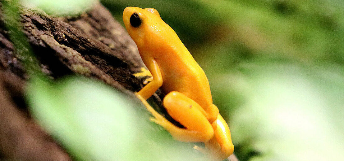 golden mantella frog