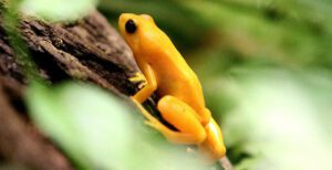golden mantella frog