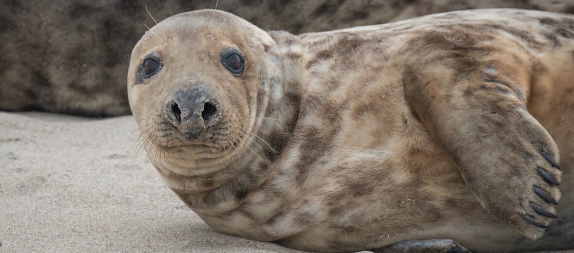 grey seal