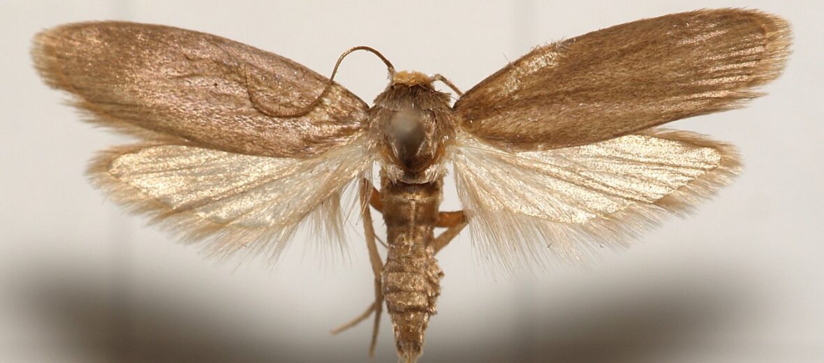 greater wax moth