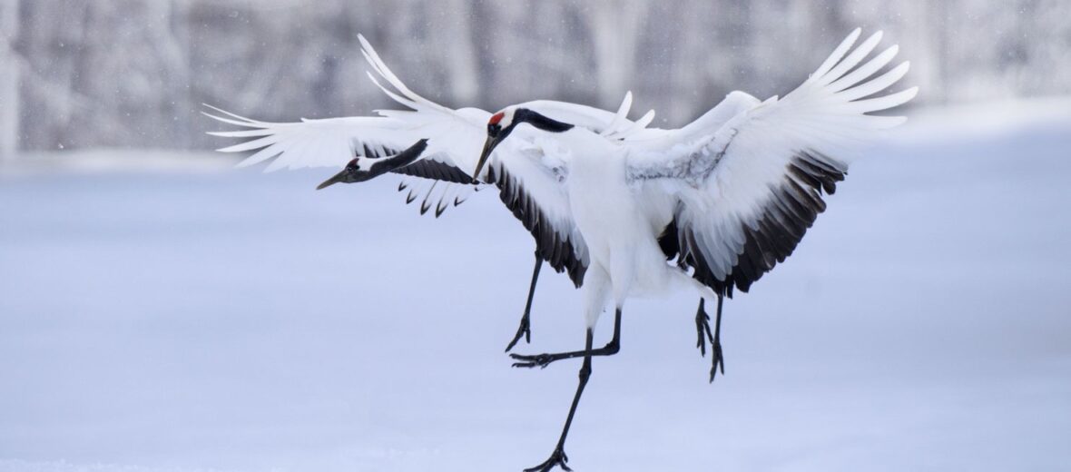 Japanese crane