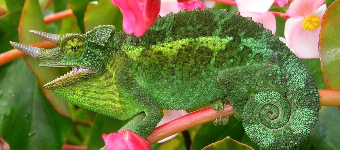 Jackson's chameleon