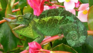 Jackson's chameleon